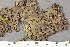  ( - O-L-225467)  @11 [ ] by-nc (2020) Einar Timdal Natural History Museum, University of Oslo, Norway
