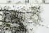  ( - O-L-228416)  @11 [ ] by-nc (2021) Einar Timdal University of Oslo, Natural History Museum