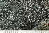  ( - O-L-228841)  @11 [ ] by-nc (2021) Einar Timdal University of Oslo, Natural History Museum