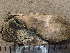  (Umbilicaria virginis - O-L-235564)  @11 [ ] by-nc (2022) Reidar Haugan University of Oslo, Natural History Museum