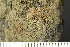  ( - O-L-241875)  @11 [ ] by-nc (2024) Einar Timdal University of Oslo, Natural History Museum