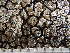  ( - O-L-243133)  @11 [ ] by-nc (2024) Reidar Haugan University of Oslo, Natural History Museum