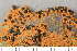  ( - O-L-243822)  @11 [ ] by-nc (2024) Einar Timdal University of Oslo, Natural History Museum