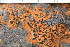  ( - O-L-243863)  @11 [ ] by-nc (2024) Einar Timdal University of Oslo, Natural History Museum