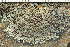  ( - O-L-243867)  @11 [ ] by-nc (2024) Einar Timdal University of Oslo, Natural History Museum