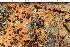  ( - O-L-243880)  @11 [ ] by-nc (2024) Einar Timdal University of Oslo, Natural History Museum