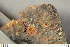  ( - O-L-243912)  @11 [ ] by-nc (2025) Einar Timdal University of Oslo, Natural History Museum