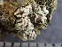  (Lecanora andrewii - O-L-246067)  @11 [ ] by-nc (2025) Reidar Haugan University of Oslo, Natural History Museum