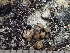 (Lecanora eurycarpa - O-L-246133)  @11 [ ] by-nc (2025) Reidar Haugan University of Oslo, Natural History Museum