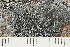  ( - O-L-246705)  @11 [ ] by-nc (2025) Einar Timdal University of Oslo, Natural History Museum