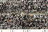  ( - O-L-246758)  @11 [ ] by-nc (2025) Einar Timdal University of Oslo, Natural History Museum