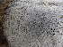  (Circinaria sp - O-L-BOL-N21)  @11 [ ] CreativeCommons - Attribution Non-Commercial (2019) Reidar Haugan University of Oslo, Natural History Museum