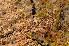  ( - TRH-L-14610)  @11 [ ] CreativeCommons - Attribution Non-Commercial (2013) Einar Timdal Natural History Museum, University of Oslo, Norway