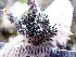  ( - TRH-L-16038)  @11 [ ] CreativeCommons - Attribution Non-Commercial (2016) Mika Bendiksby University of Oslo, Natural History Museum