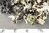  ( - TRH-L-23815)  @11 [ ] by-nc (2020) Einar Timdal Natural History Museum, University of Oslo, Norway
