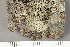  ( - TRH-L-24095)  @11 [ ] by-nc (2020) Einar Timdal Natural History Museum, University of Oslo, Norway