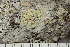  ( - TRH-L-24162)  @11 [ ] by-nc (2020) Einar Timdal Natural History Museum, University of Oslo, Norway
