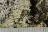  ( - TRH-L-24164)  @11 [ ] by-nc (2020) Einar Timdal Natural History Museum, University of Oslo, Norway