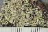  ( - TRH-L-24169)  @11 [ ] by-nc (2020) Einar Timdal Natural History Museum, University of Oslo, Norway