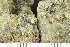  ( - TRH-L-24177)  @11 [ ] by-nc (2020) Einar Timdal Natural History Museum, University of Oslo, Norway