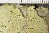  ( - TRH-L-24189)  @11 [ ] by-nc (2020) Einar Timdal Natural History Museum, University of Oslo, Norway