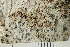  ( - TRH-L-24191)  @11 [ ] by-nc (2020) Einar Timdal Natural History Museum, University of Oslo, Norway