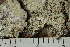  ( - TRH-L-24260)  @11 [ ] by-nc (2020) Einar Timdal Natural History Museum, University of Oslo, Norway