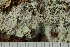  ( - TRH-L-24310)  @11 [ ] by-nc (2020) Einar Timdal Natural History Museum, University of Oslo, Norway