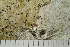  ( - TRH-L-24334)  @11 [ ] by-nc (2020) Einar Timdal Natural History Museum, University of Oslo, Norway