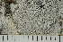  ( - TRH-L-28756)  @11 [ ] by-nc (2020) Einar Timdal Natural History Museum, University of Oslo, Norway