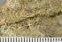  ( - TRH-L-28813)  @11 [ ] by-nc (2020) Einar Timdal Natural History Museum, University of Oslo, Norway