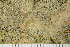  ( - TRH-L-28815)  @11 [ ] by-nc (2020) Einar Timdal Natural History Museum, University of Oslo, Norway