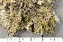  ( - TRH-L-28837)  @11 [ ] by-nc (2020) Einar Timdal Natural History Museum, University of Oslo, Norway