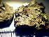  (Dactylospora deminuta - TRH-L-16040b)  @11 [ ] CreativeCommons - Attribution Non-Commercial (2016) Mika Bendiksby University of Oslo, Natural History Museum