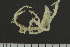  ( - TROM-L-43998)  @11 [ ] by-nc (2020) Einar Timdal University of Oslo, Natural History Museum