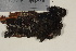  ( - TROM_L_46262)  @11 [ ] CreativeCommons - Attribution Non-Commercial Share-Alike (2017) Unspecified Tromsø University Museum