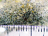  ( - H-WG2_2130)  @11 [ ] CreativeCommons - Attribution Non-Commercial (2016) Mika Bendiksby University of Oslo, Natural History Museum