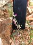  (Polygala abyssinica - BUITEMS-FKB-11)  @11 [ ] Unspecified (default): All Rights Reserved (2019) Razia Kanwal BUITEMS