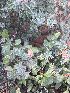  (Hibiscus micranthus - BUITEMS-FKB-47)  @11 [ ] Unspecified (default): All Rights Reserved (2019) Razia Kanwal BUITEMS