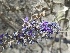  ( - BUITEMS-SHIN-109)  @11 [ ] Unspecified (default): All Rights Reserved (2019) Saima Masood BUITEMS