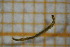  ( - OSB2EDR_Dip.MORPH-2_1)  @11 [ ] by-nc-nd (2023) Klaudyna Królikowska University of Lodz, Faculty of Biology and Environmental Protection