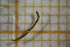  ( - OSB2EDR_Dip.MORPH-2_5)  @11 [ ] by-nc-nd (2023) Klaudyna Królikowska University of Lodz, Faculty of Biology and Environmental Protection