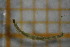  ( - OSB2JDR_Dip.MORPH-3_1)  @11 [ ] by-nc-nd (2023) Klaudyna Królikowska University of Lodz, Faculty of Biology and Environmental Protection
