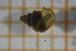  (Pyrgulinae - OSB2JDR_Gas.MORPH-6_3)  @11 [ ] by-nc-nd (2023) Klaudyna Kr&oacute;likowska University of Lodz, Faculty of Biology and Environmental Protection