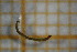  ( - OSB3IDR_Dip.MORPH-3_1)  @11 [ ] by-nc-nd (2023) Klaudyna Królikowska University of Lodz, Faculty of Biology and Environmental Protection