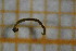  ( - OSB3IDR_Dip.MORPH-3_2)  @11 [ ] by-nc-nd (2023) Klaudyna Królikowska University of Lodz, Faculty of Biology and Environmental Protection