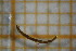  ( - OSB3IDR_Dip.MORPH-3_3)  @11 [ ] by-nc-nd (2023) Klaudyna Królikowska University of Lodz, Faculty of Biology and Environmental Protection