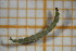  ( - OSC07_Dip.MORPH-3_5)  @11 [ ] by-nc-nd (2023) Klaudyna Królikowska University of Lodz, Faculty of Biology and Environmental Protection