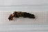  ( - OSC07_Tri.MORPH-2_2)  @11 [ ] by-nc-nd (2023) Klaudyna Królikowska University of Lodz, Faculty of Biology and Environmental Protection