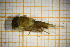  ( - OSC09_Eph.MORPH-4_2)  @11 [ ] by-nc-nd (2023) Klaudyna Królikowska University of Lodz, Faculty of Biology and Environmental Protection